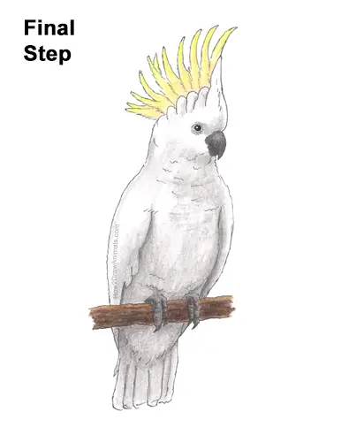 How to Draw a Sulphur Crested Cockatoo Bird Parrot