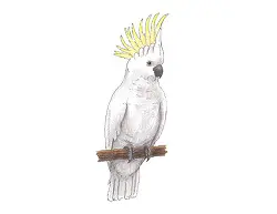 How to Draw a Cockatoo Bird Color