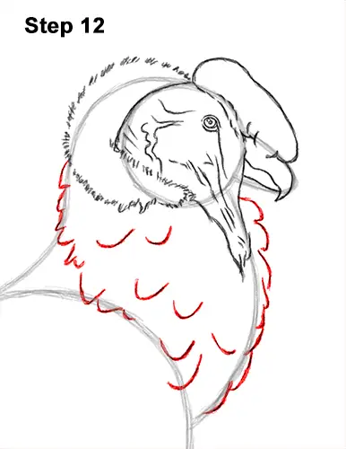 How to Draw an Andean Condor Bird Side View 12