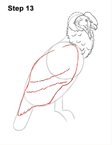 How to Draw an Andean Condor Bird Side View 13
