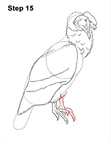 How to Draw an Andean Condor Bird Side View 15