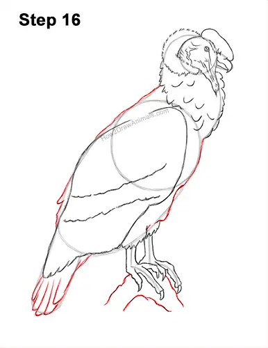 How to Draw an Andean Condor Bird Side View 16