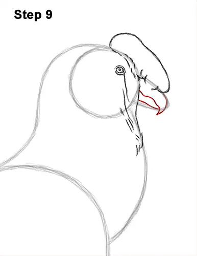 How to Draw an Andean Condor Bird Side View 9