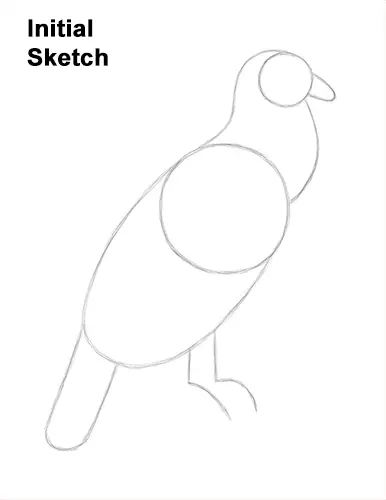 How to Draw an Andean Condor Bird Side View Guides Lines