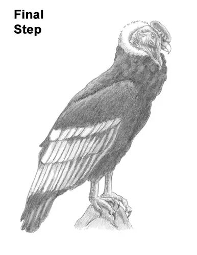 How to Draw an Andean Condor Bird Side View