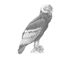 How to Draw Andean Condor Bird Side View