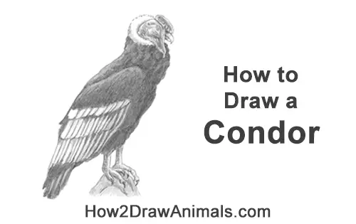 How to Draw an Andean Condor Bird Side View