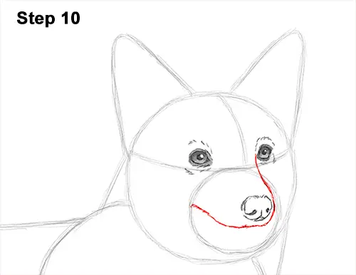 Draw Welsh Corgi Dog 10