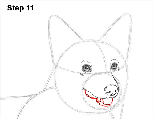 Draw Welsh Corgi Dog 11