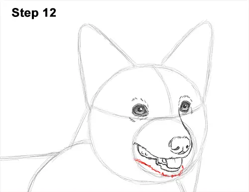 Draw Welsh Corgi Dog 12