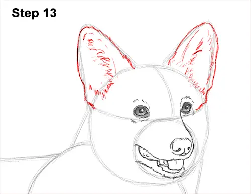 Draw Welsh Corgi Dog 13