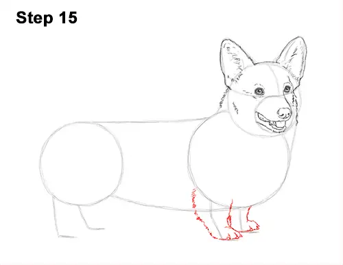 Draw Welsh Corgi Dog 15