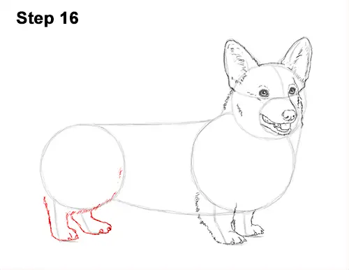 Draw Welsh Corgi Dog 16
