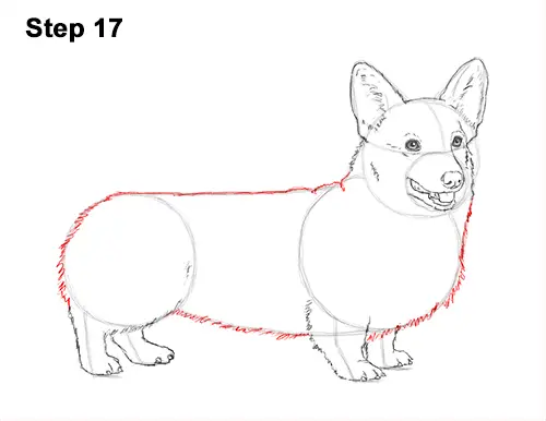Draw Welsh Corgi Dog 17