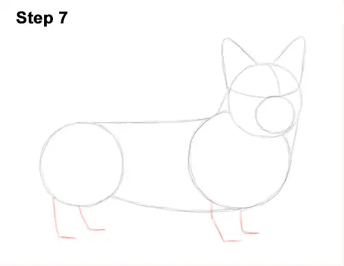Draw Welsh Corgi Dog 7