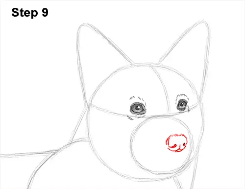 Draw Welsh Corgi Dog 9