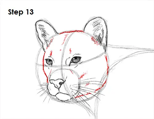 Draw Cougar Cat 13