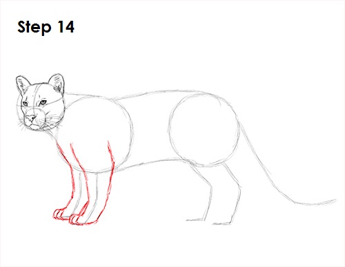 Draw Cougar Cat 14