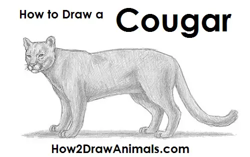 Draw Cougar Cat