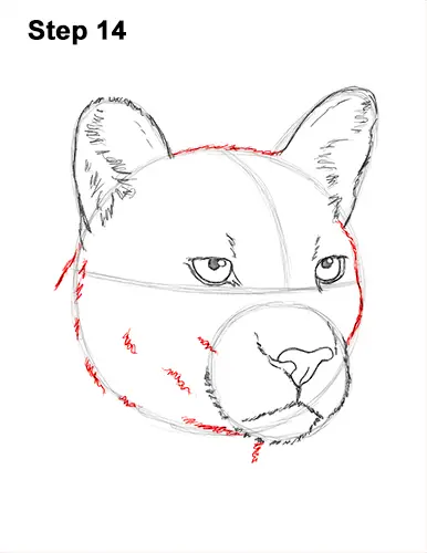 How to Draw a Cougar Mountain Lion Puma Panther Head 14