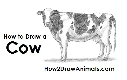 How to Draw a Cow Holstein Side View