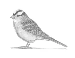 How to Draw a White-Crowned Sparrow Bird