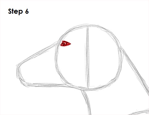 Dachshund Drawing 6 Draw Dachshund 6