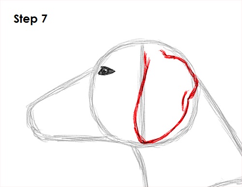 Dachshund Drawing 7 Draw Dachshund 7