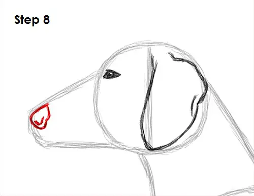 Dachshund Drawing 8 Draw Dachshund 8