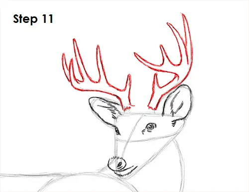 How To Draw A White Tailed Deer Video Step By Step Pictures