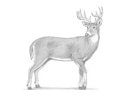 How to Draw a White-Tailed Deer Buck Side View