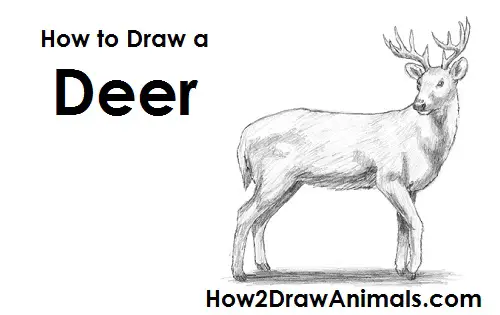 How to Draw a White-Tailed Deer Buck Side View