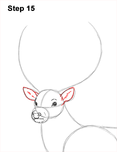How to Draw a Red Deer Buck Stag Antlers 15