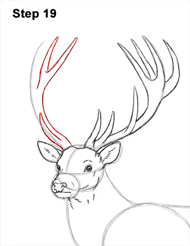 How to Draw a Red Deer Buck Stag Antlers 19