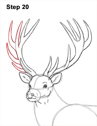 How to Draw a Red Deer Buck Stag Antlers 20