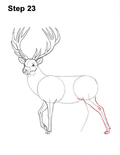How to Draw a Red Deer Buck Stag Antlers 23
