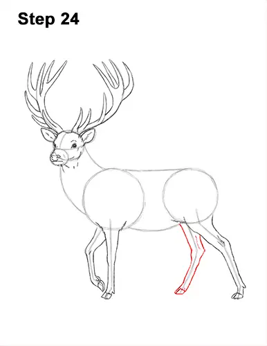 How to Draw a Red Deer Buck Stag Antlers 24