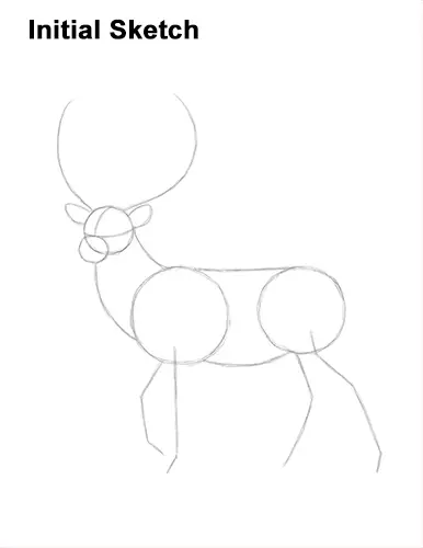 How to Draw a Red Deer Buck Stag Antlers Guide Lines