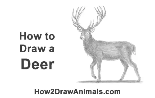 How To Draw A Deer Red Deer Video Step By Step Pictures