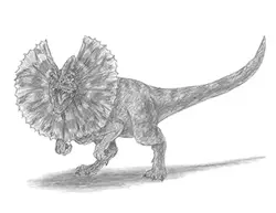 How to draw a Dilophosaurus Dinosaur