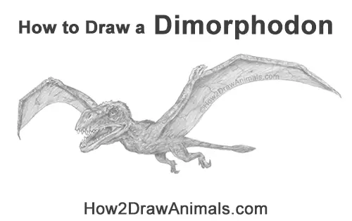 How to Draw a Dimorphodon Flying Dinosaur Pterosaur
