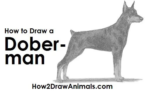 Draw Doberman Pinscher Dog
