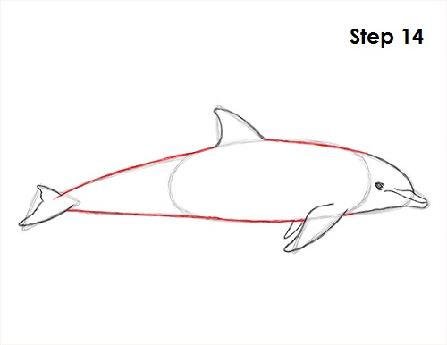 Draw Dolphin 14