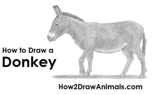 Draw a Donkey