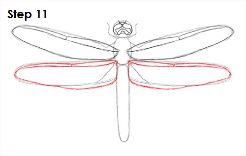 Draw Dragonfly 11
