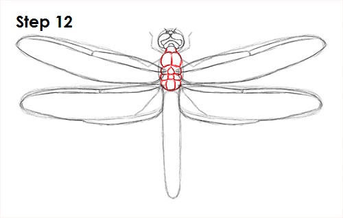 Draw Dragonfly 12