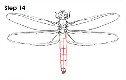 Draw Dragonfly 14