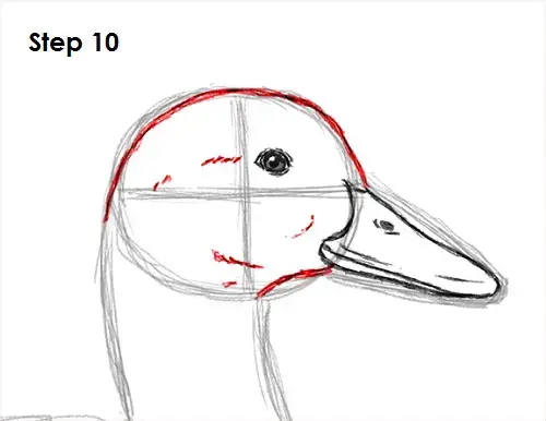 how to draw a realistic duck step by step