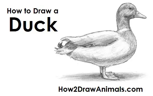Draw Duck