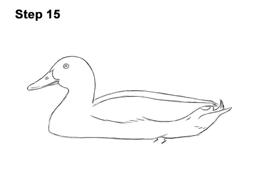 How to Draw a Mallard Duck (Color) VIDEO & Step-by-Step Pictures